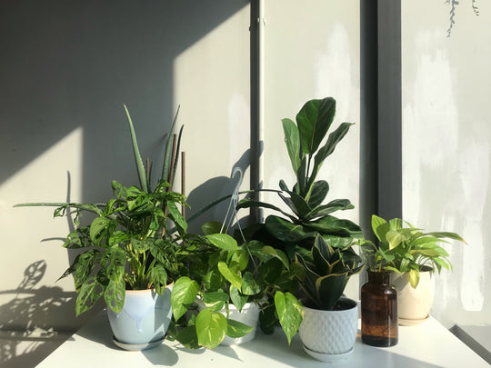 HOUSEPLANTS WE LOVE